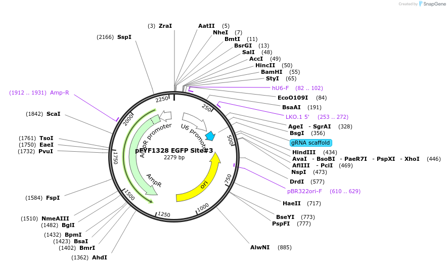 47513-plasmid-map-sequence-id-67682
