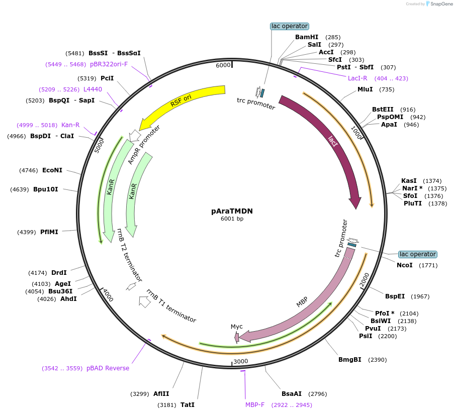 47515-plasmid-map-sequence-id-67699