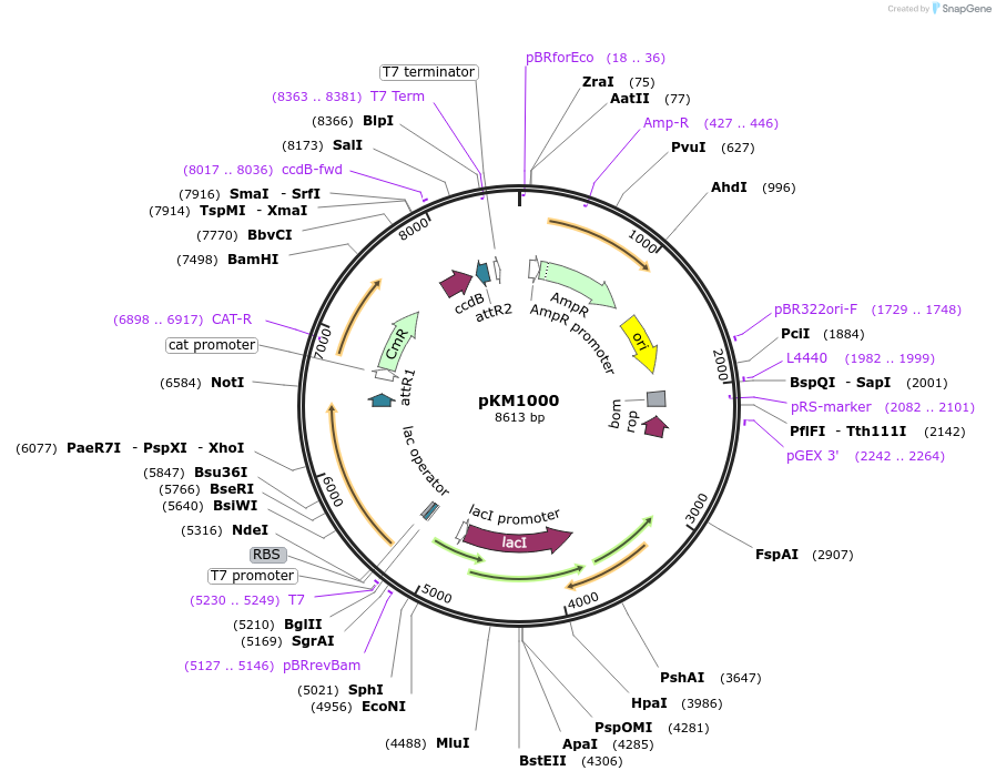8840-plasmid-map-sequence-id-6770