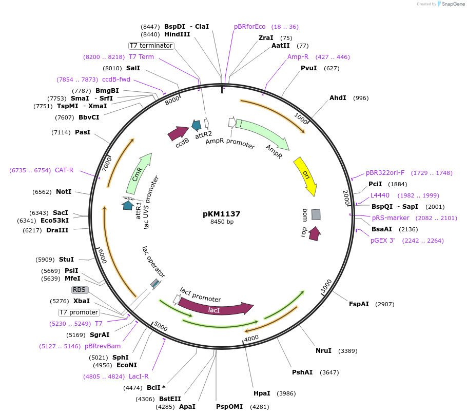 8841-plasmid-map-sequence-id-6771