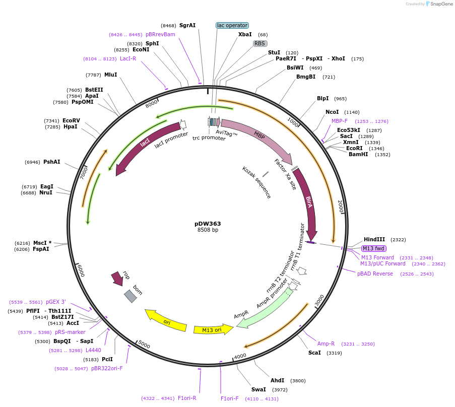 8842-plasmid-map-sequence-id-6772