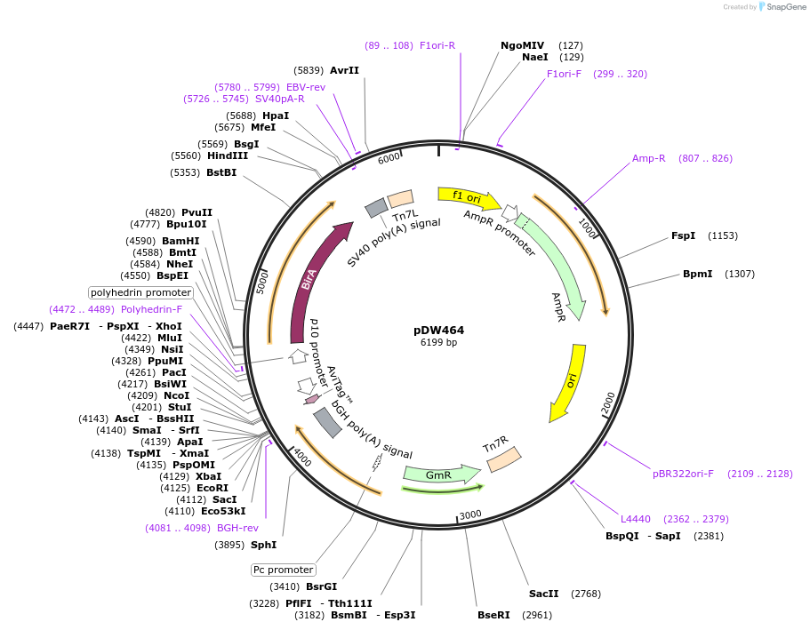 8845-plasmid-map-sequence-id-6775