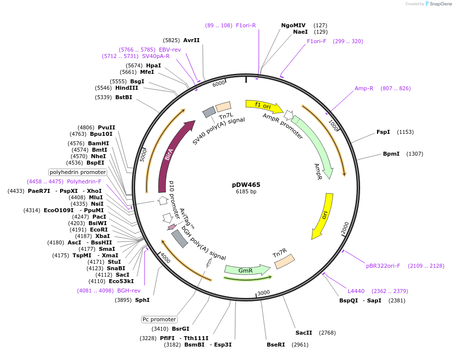 8846-plasmid-map-sequence-id-6776