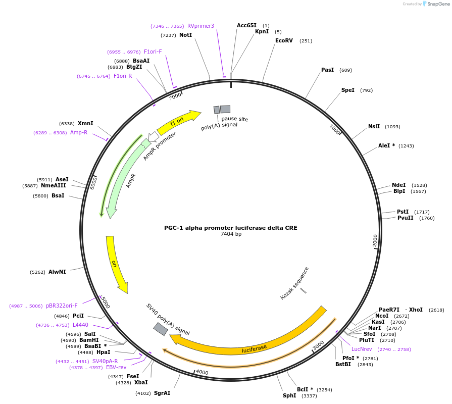 8888-plasmid-map-sequence-id-6780