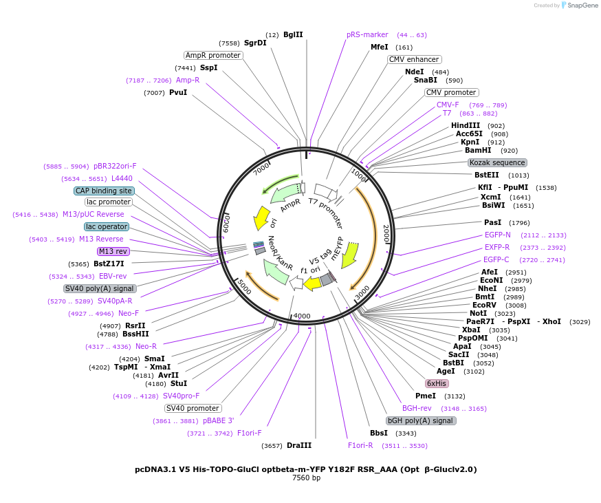 47542-plasmid-map-sequence-id-67841