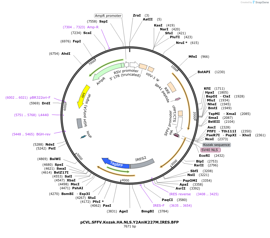 45579-plasmid-map-sequence-id-67842