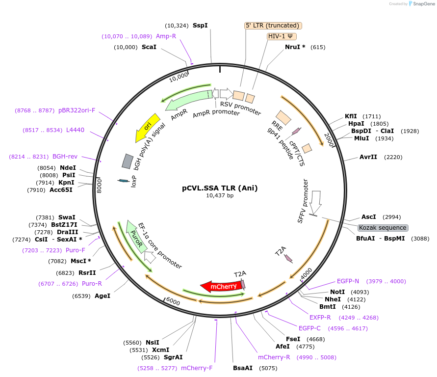 45577-plasmid-map-sequence-id-67848