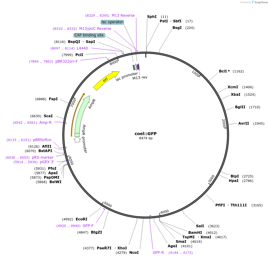 8937-plasmid-map-sequence-id-6785