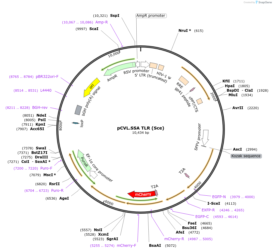 45576-plasmid-map-sequence-id-67850