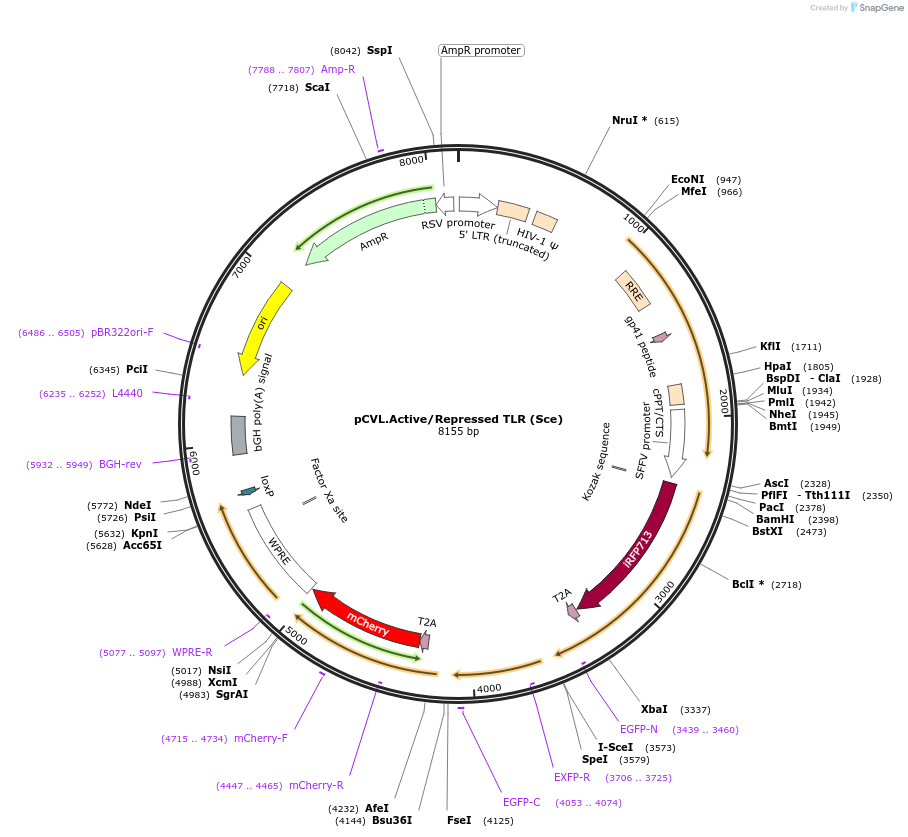 45575-plasmid-map-sequence-id-67851