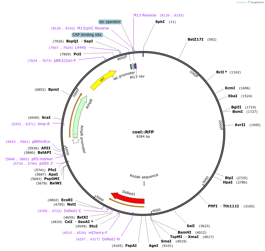 8938-plasmid-map-sequence-id-6786