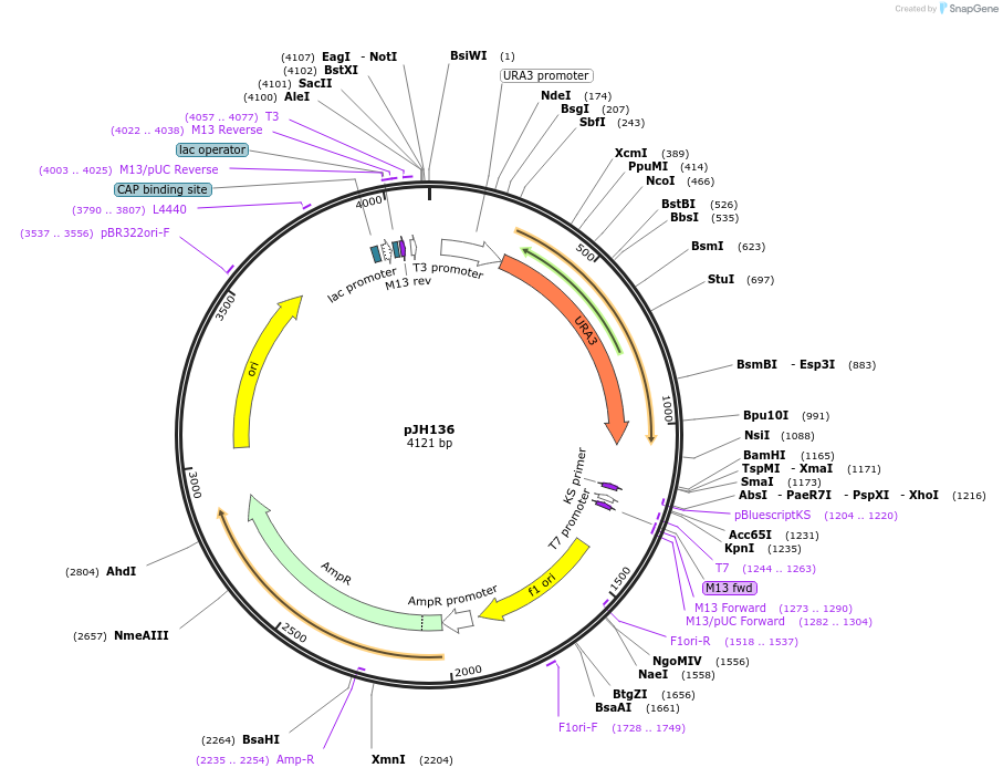 47554-plasmid-map-sequence-id-67878
