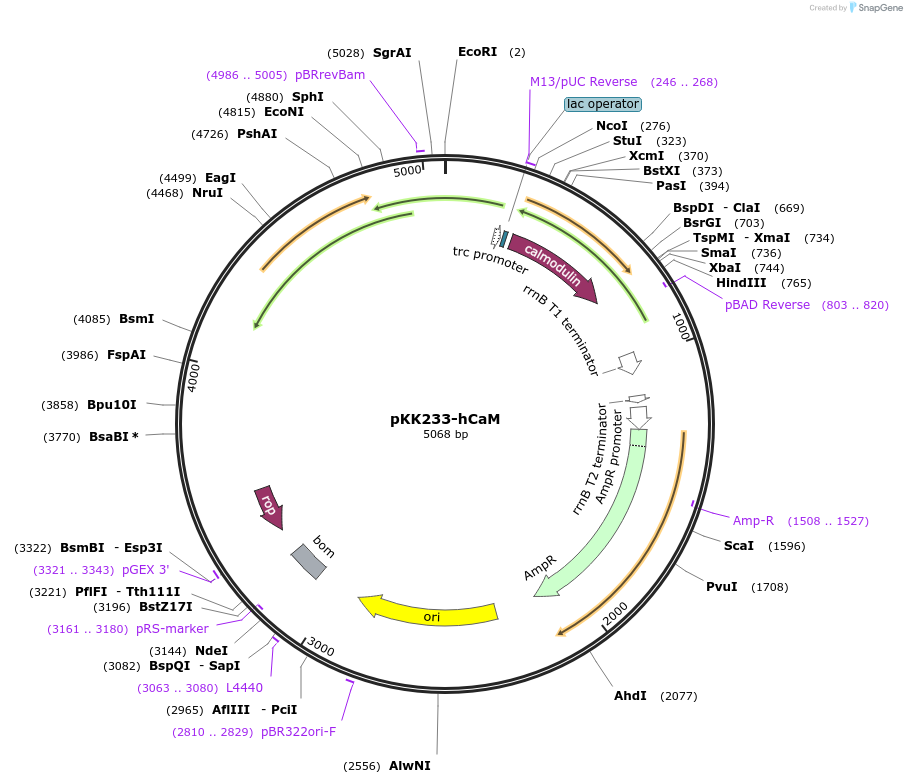47598-plasmid-map-sequence-id-67925