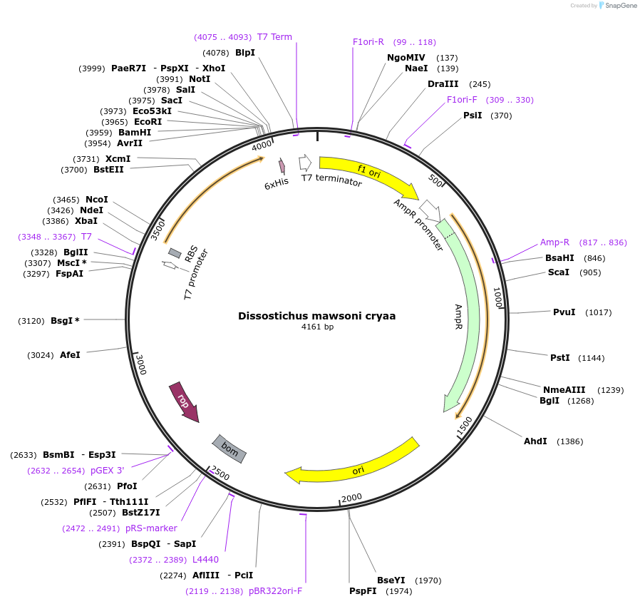 46167-plasmid-map-sequence-id-67930