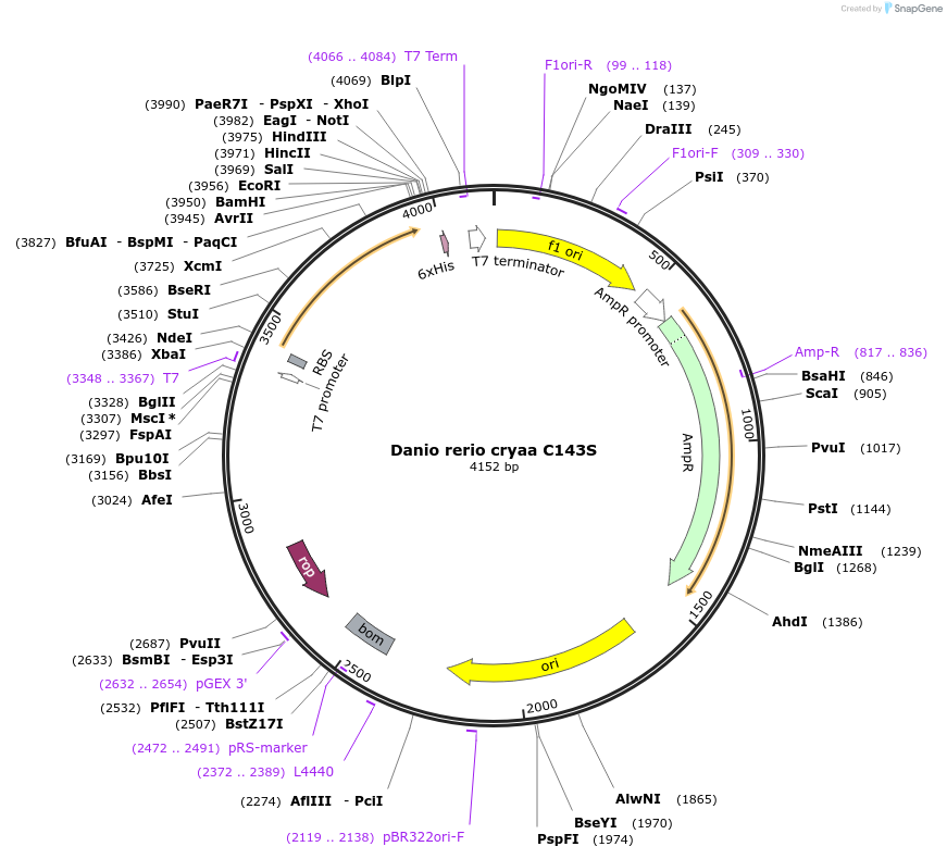 47619-plasmid-map-sequence-id-67949