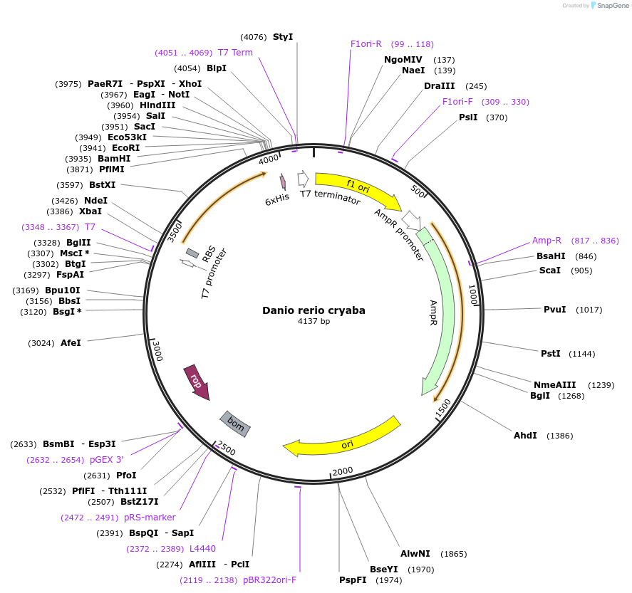 47620-plasmid-map-sequence-id-67951