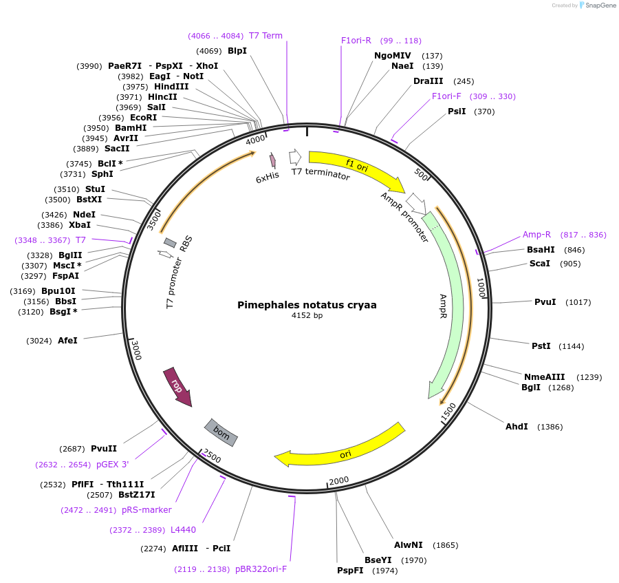 47621-plasmid-map-sequence-id-67953