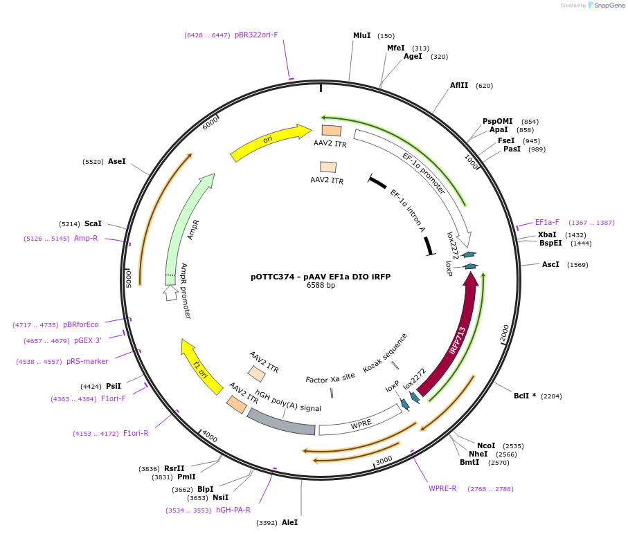 47626-plasmid-map-sequence-id-67967
