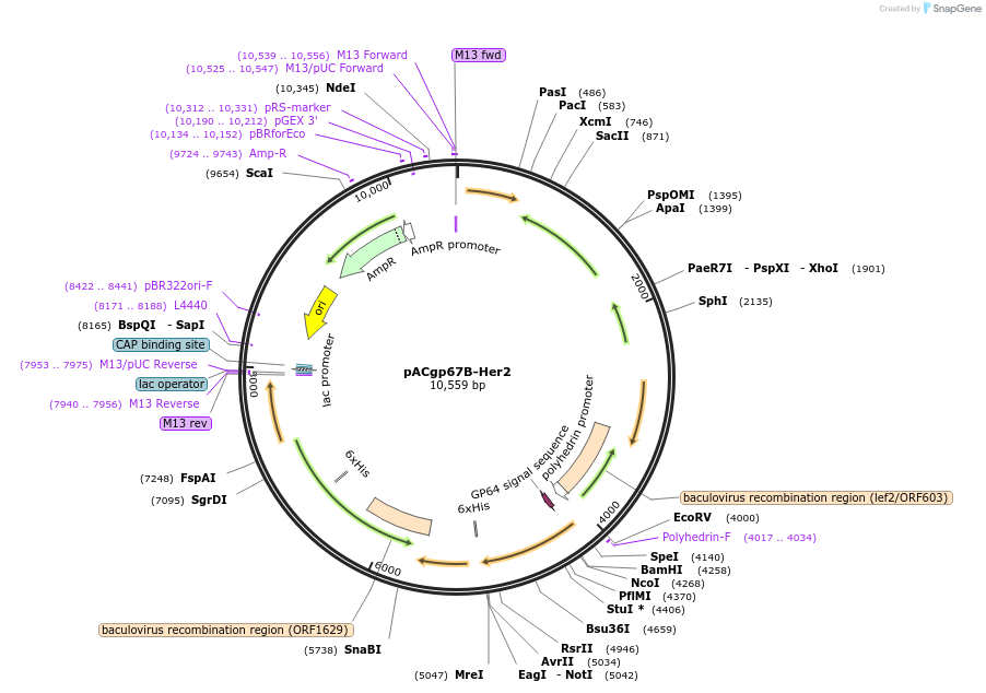 10794-plasmid-map-sequence-id-6797
