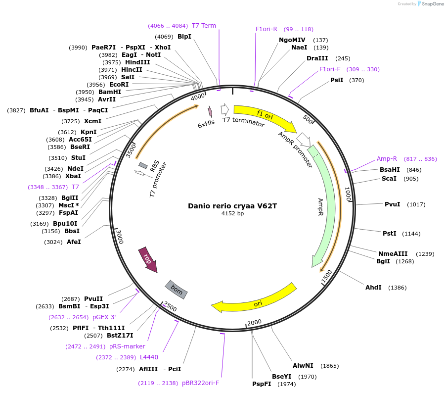 47630-plasmid-map-sequence-id-67970