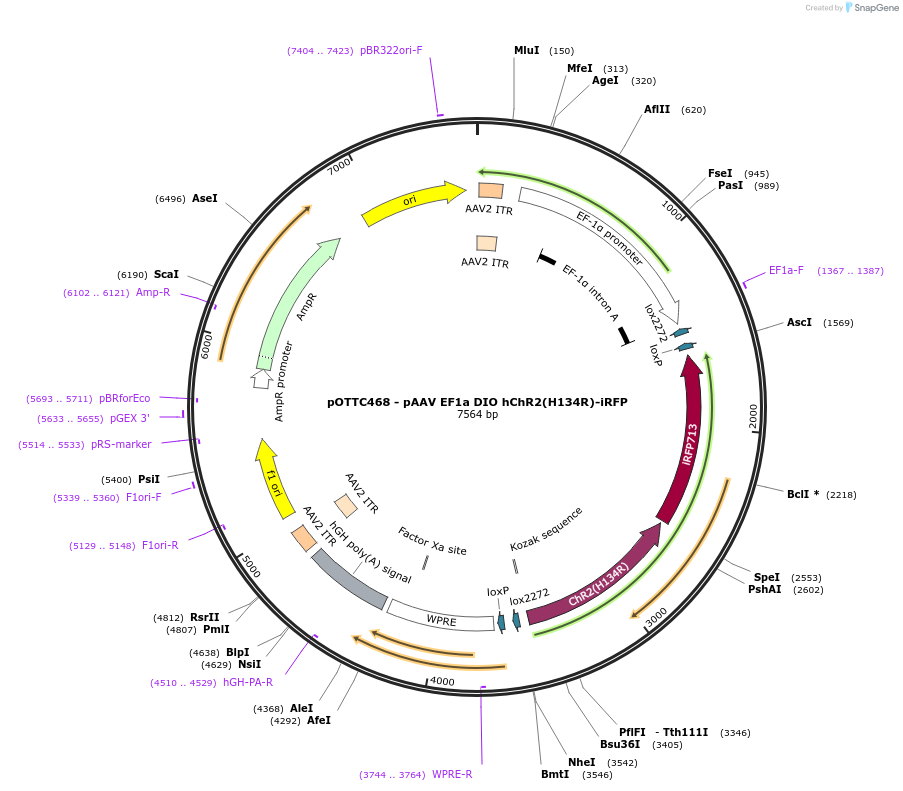 47633-plasmid-map-sequence-id-68005