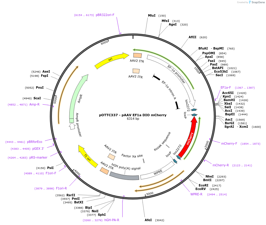 47636-plasmid-map-sequence-id-68010