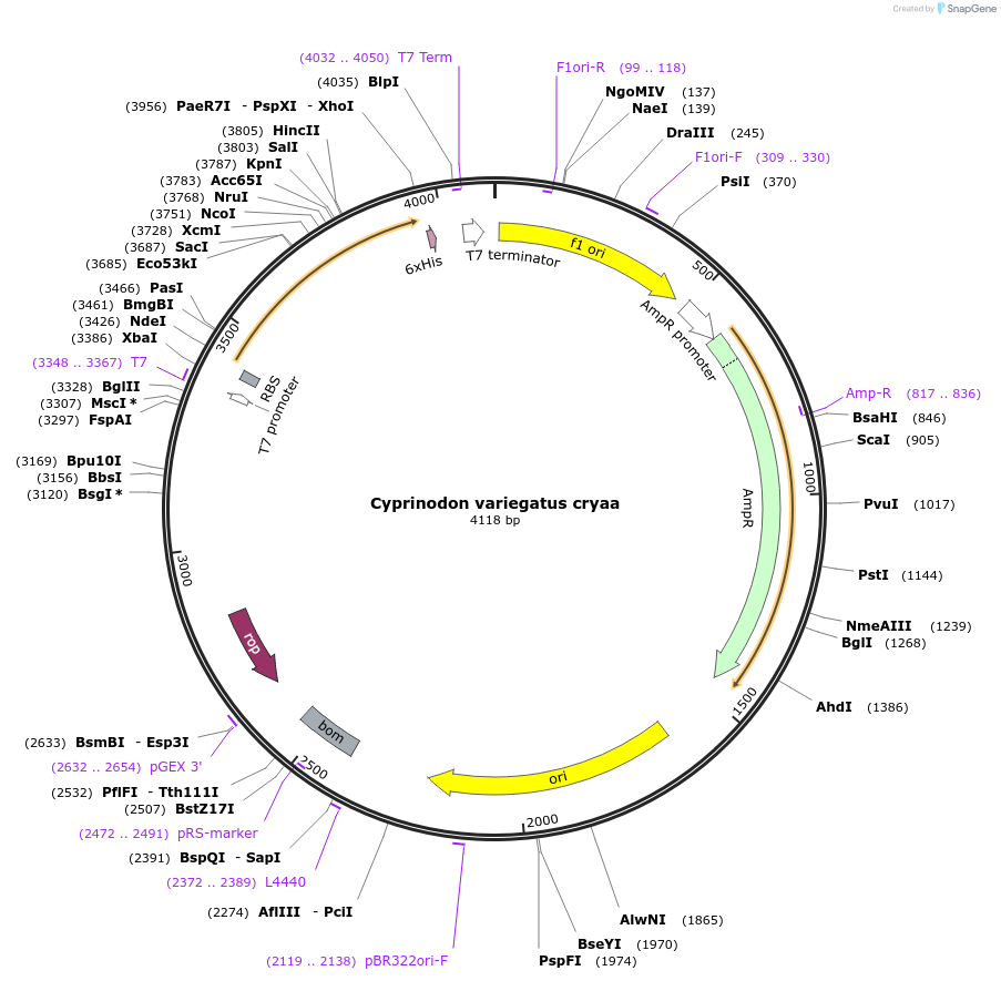 47664-plasmid-map-sequence-id-68019