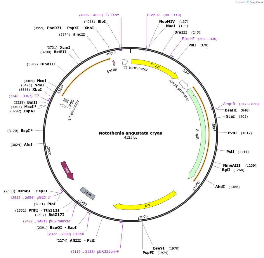 47666-plasmid-map-sequence-id-68022