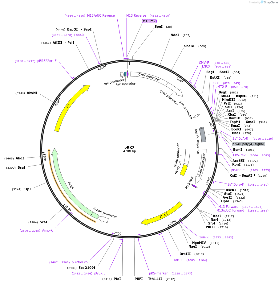 10883-plasmid-map-sequence-id-6809