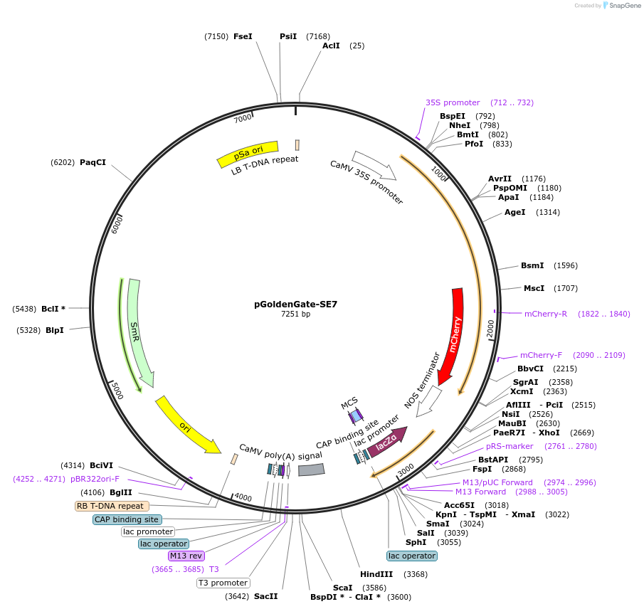 47676-plasmid-map-sequence-id-68092