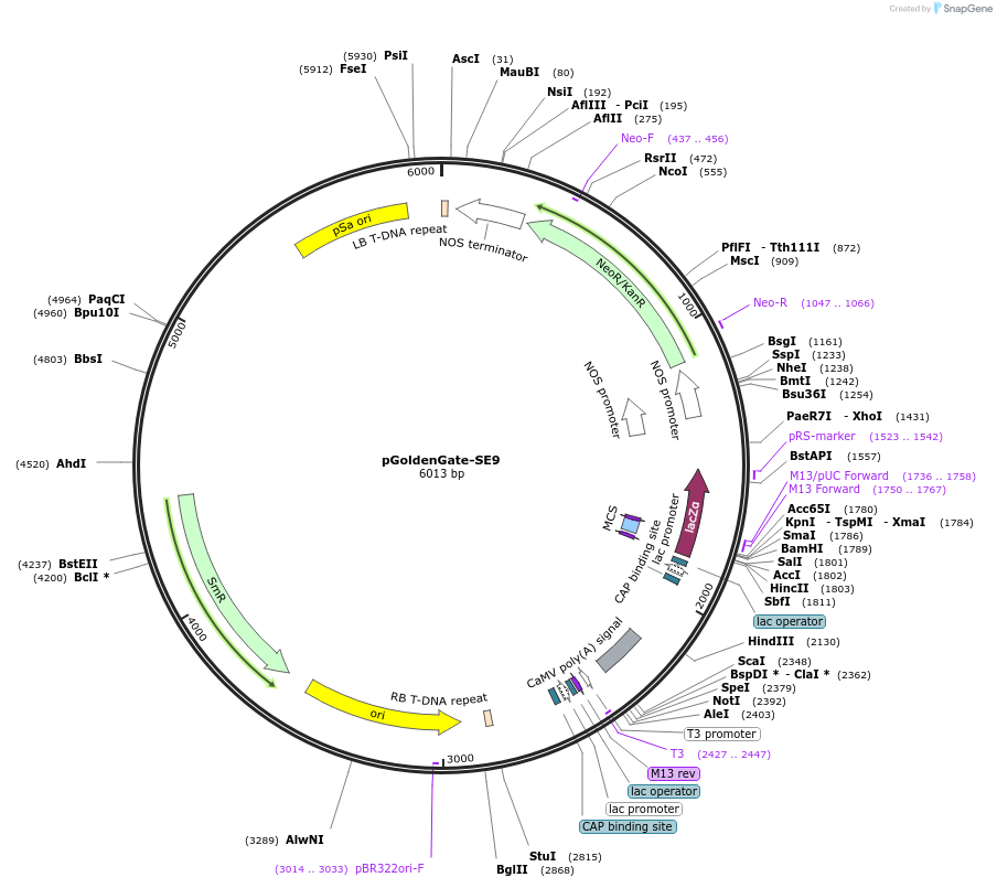 47677-plasmid-map-sequence-id-68094