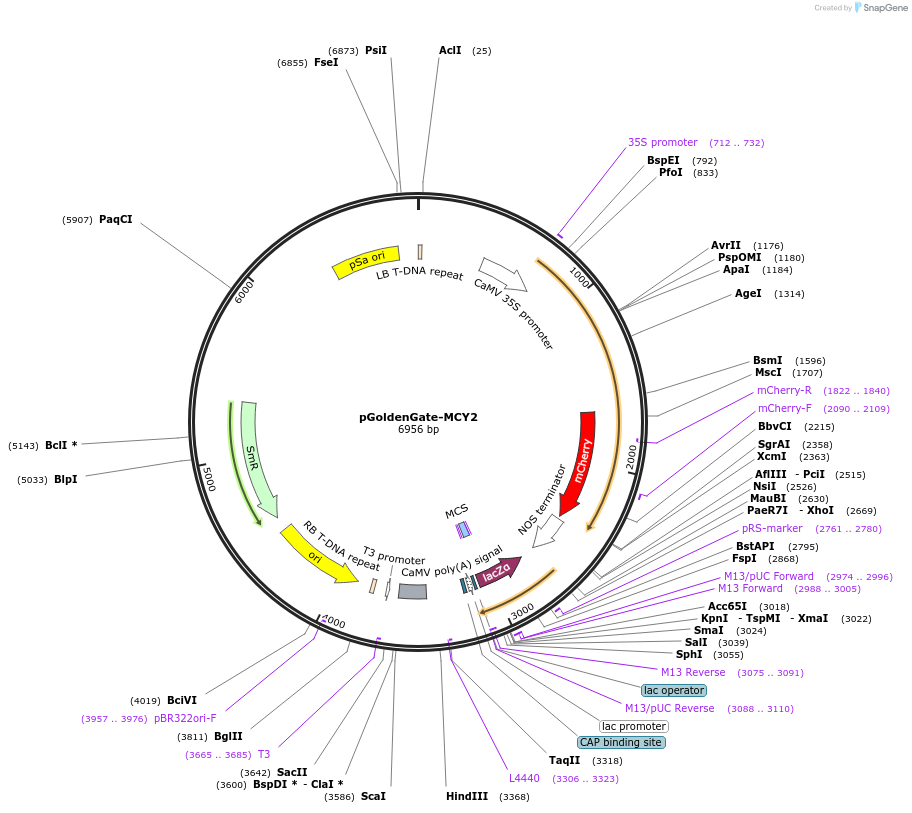 47679-plasmid-map-sequence-id-68095