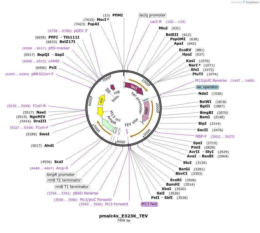 47699-plasmid-map-sequence-id-68104