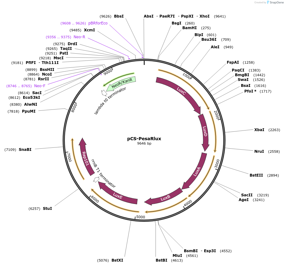 47640-plasmid-map-sequence-id-68111