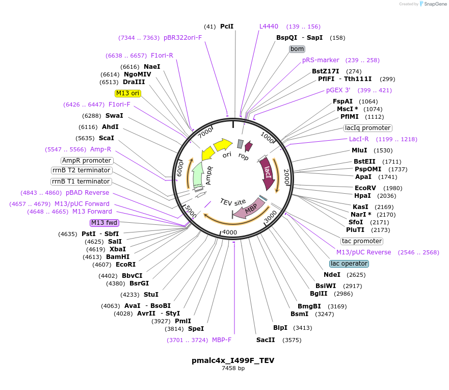 47703-plasmid-map-sequence-id-68122