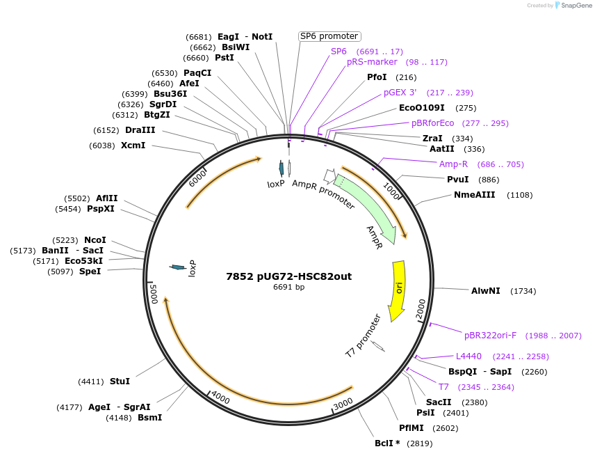 10895-plasmid-map-sequence-id-6813
