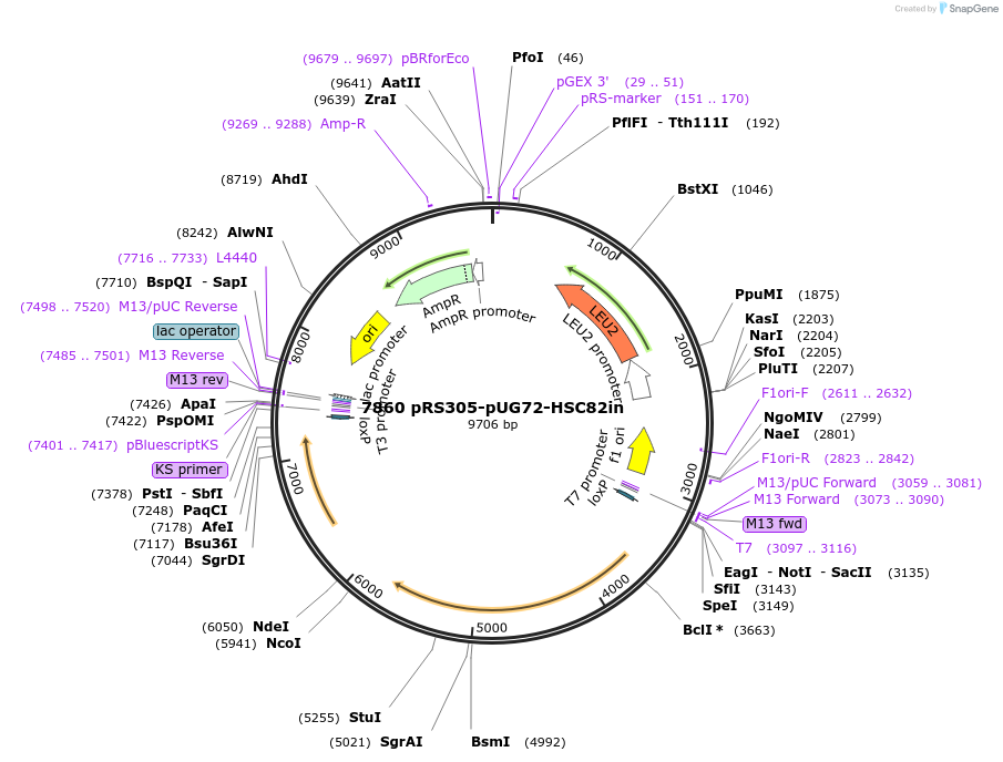 10898-plasmid-map-sequence-id-6816