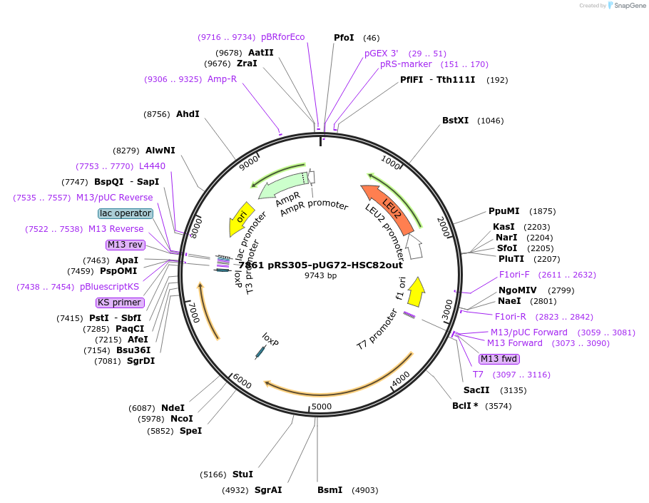 10899-plasmid-map-sequence-id-6817