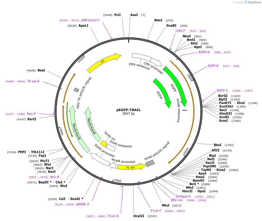 10953-plasmid-map-sequence-id-6819