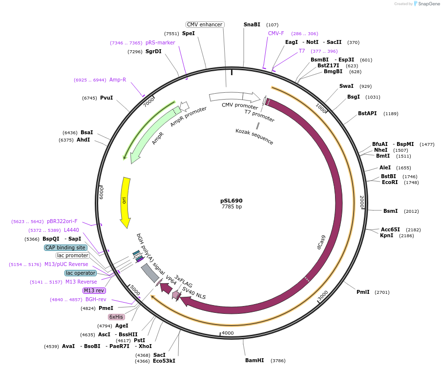 47753-plasmid-map-sequence-id-68212