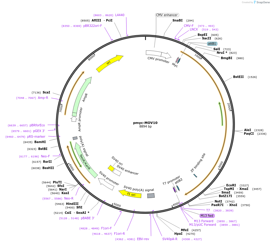 10977-plasmid-map-sequence-id-6822