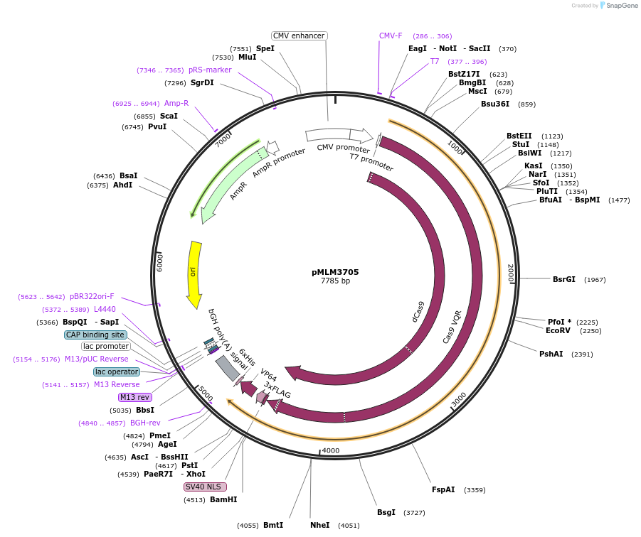 47754-plasmid-map-sequence-id-68222