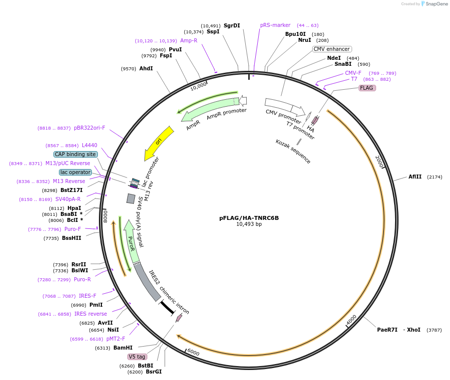 10979-plasmid-map-sequence-id-6824