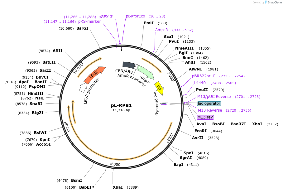 10981-plasmid-map-sequence-id-6825
