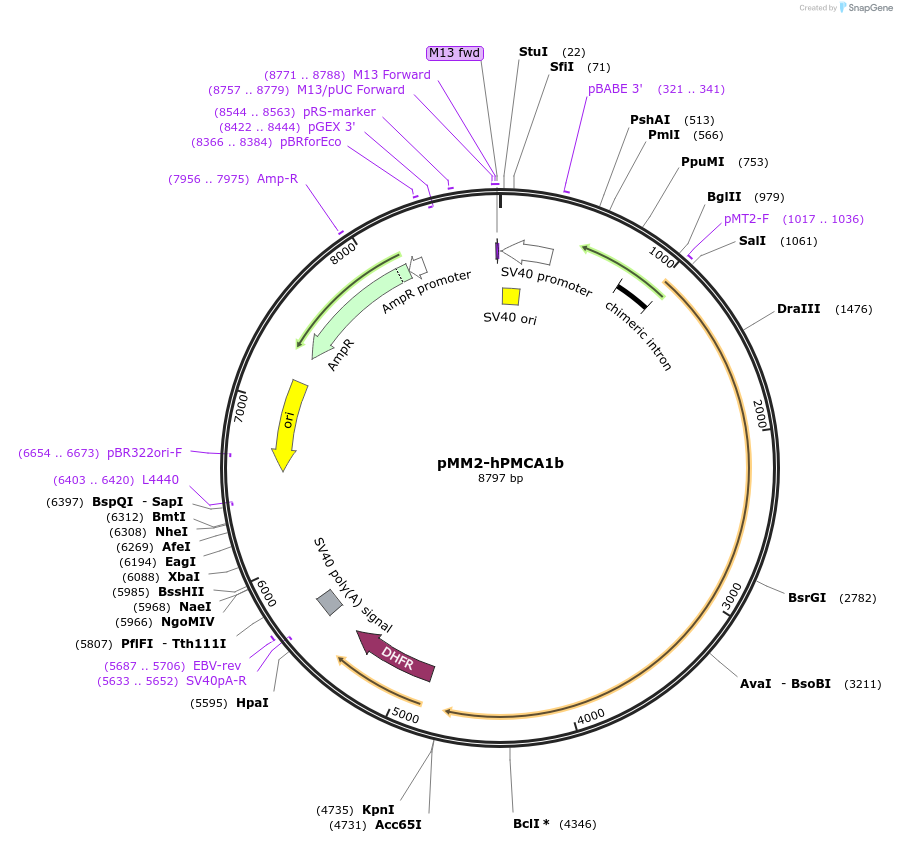 47758-plasmid-map-sequence-id-68260