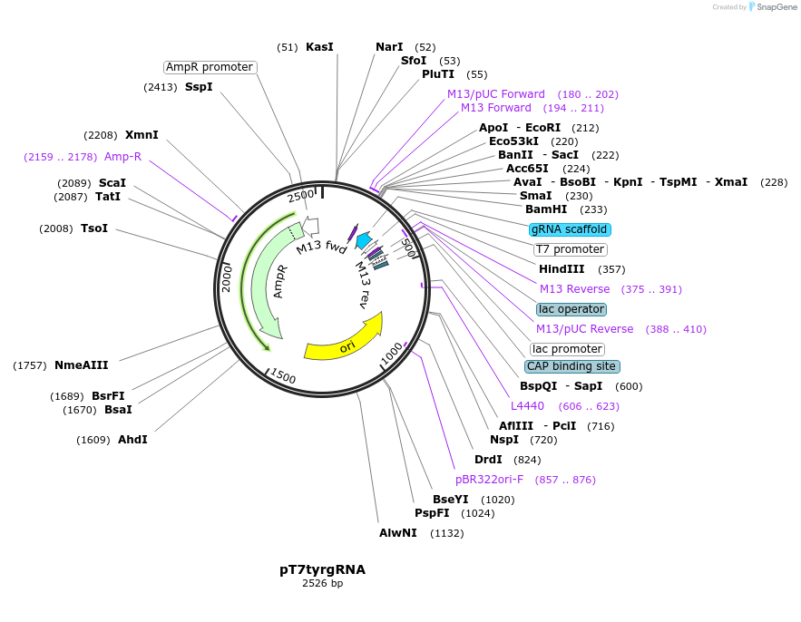 46761-plasmid-map-sequence-id-68274