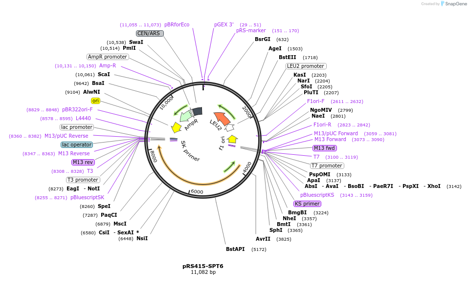 10993-plasmid-map-sequence-id-6828
