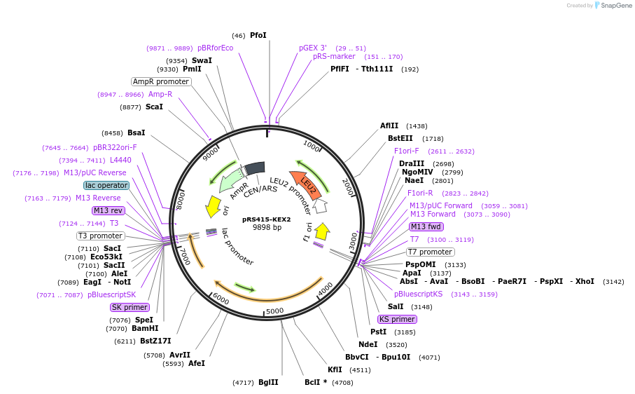 10996-plasmid-map-sequence-id-6831