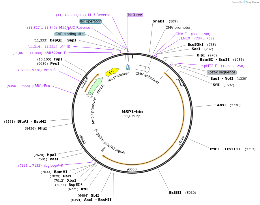 47709-plasmid-map-sequence-id-68315