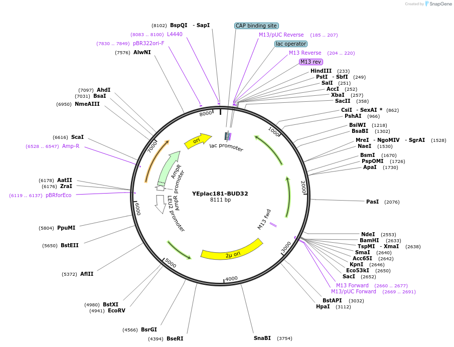 10997-plasmid-map-sequence-id-6832
